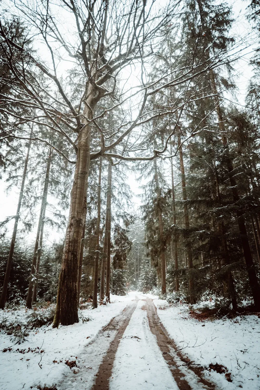 Verschneiter Waldweg mit Reifenspuren