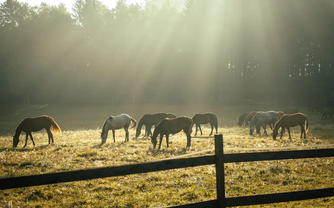 Pferde auf der Weide im Morgenlicht mit Sonnenstrahlen